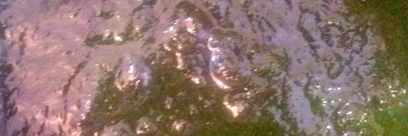 суп пюре из шпината замороженного со сливками