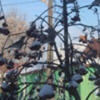 Геникова Даша