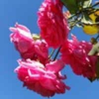 Шилоносова Неля