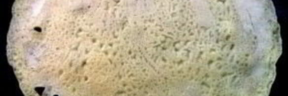 блины на воде