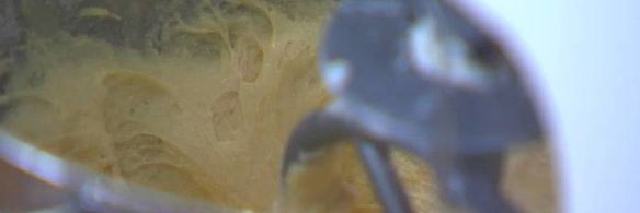 апельсиновый кекс с розмарином