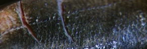 пряный сибас в лаваше с огурцом и зеленью