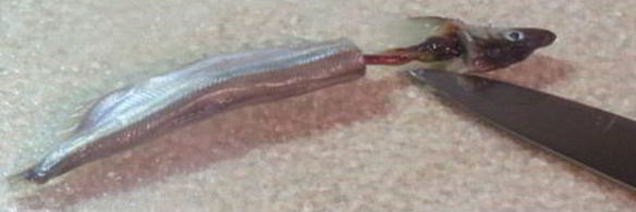 рыбные оладушки