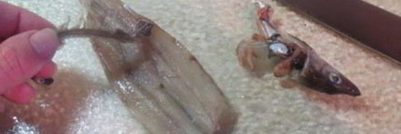 рыбные оладушки