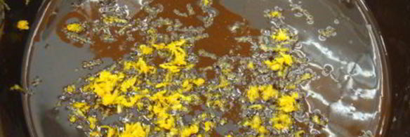 брауни с апельсином