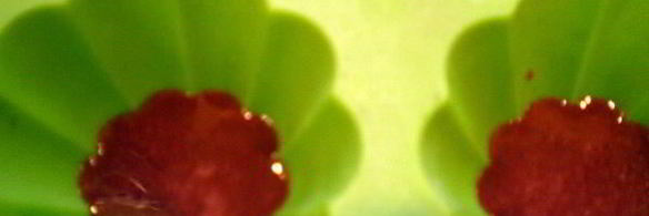 муссовое пирожное с персиком и смородиной