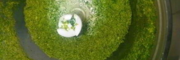 пирожное новогоднее