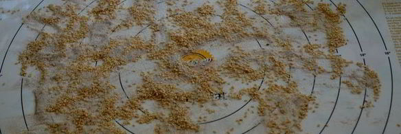 рулетики с золотистым кунжутом