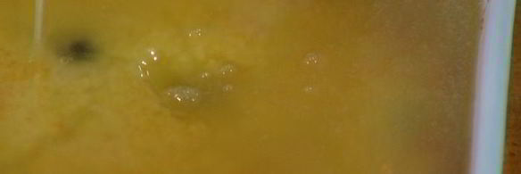 лимонная шарлотка с голубикой