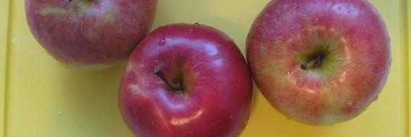 шарлотка неправильная