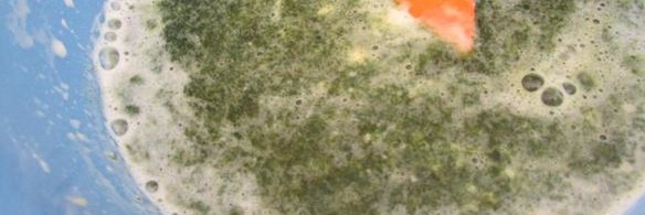 блинный тортик с грибным соусом