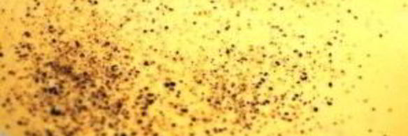 запеканка с макаронами и сыром