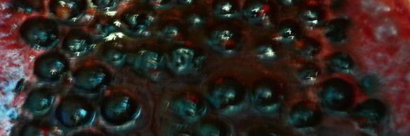 оладушки с лимонной цедрой, коньяком и черносмородиновым джемом