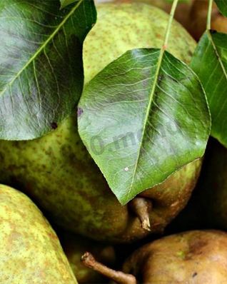 Груши на зиму без стерилизации