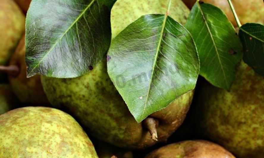 Рецепт груш на зиму без стерилизации