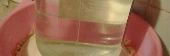 квашеная капуста с грибами