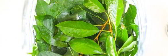 квашеные огурцы с горчицей