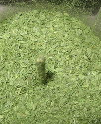 Лук-порей на зиму