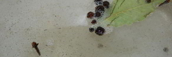 маринованные грибы