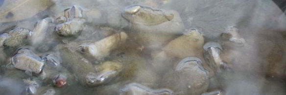 маринованные моховики на зиму