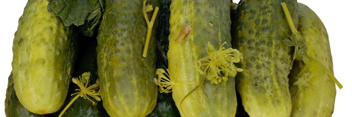 Маринованные огурцы без стерилизации