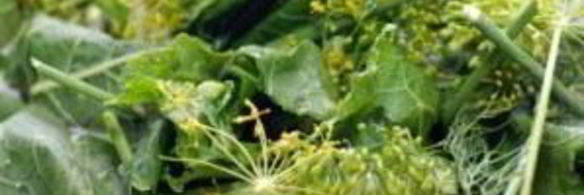 маринованные огурцы без стерилизации