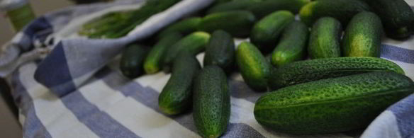 маринованные огурцы