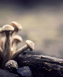 Маринованные опята