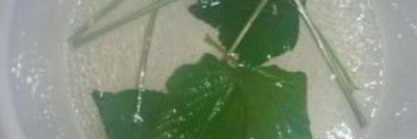 маринованные патисоны с лимонной кислотой