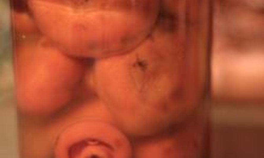 Рецепт маринованных рыжиков