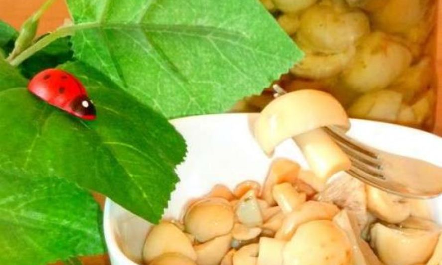 Рецепт маринованных сыроежек