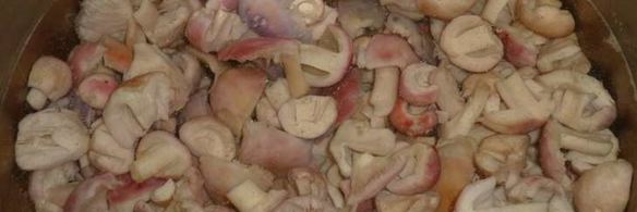 маринованные сыроежки