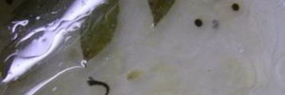 маринованные вешенки с лимоном