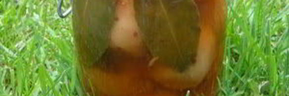 маринованные яблоки на зиму