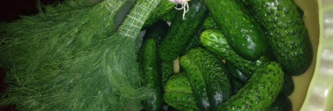 Быстрые малосольные огурцы