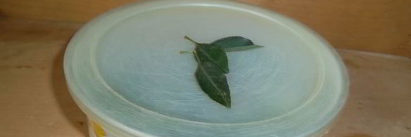 малосольные огурцы к обеду