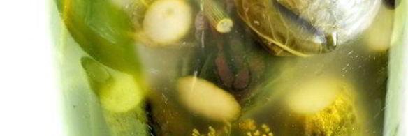 огурцы малосольные