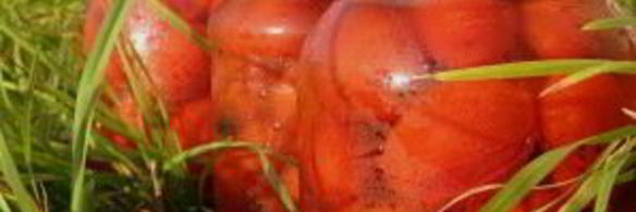 помидоры консервированные сладкие