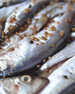 Салака пряного посола