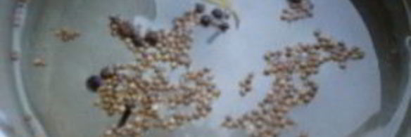 салака пряного посола