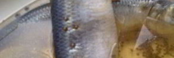 салака пряного посола