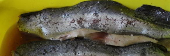 слабосоленая форель