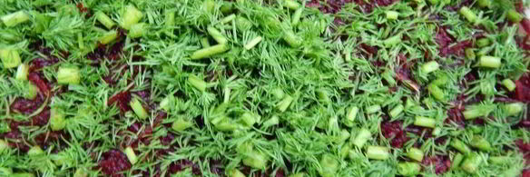 свекольный гравлакс — малосольный лосось