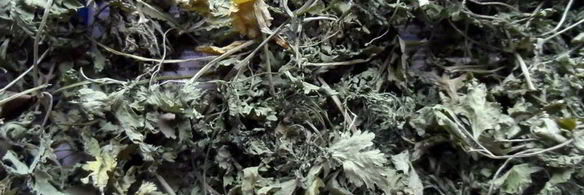 сушеная зелень на зиму