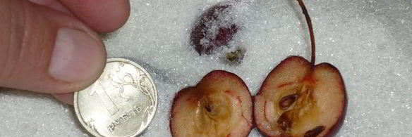 райское варенье из райских яблочек