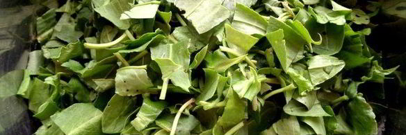 щавелевое варенье