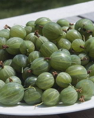 Царское варенье из крыжовника