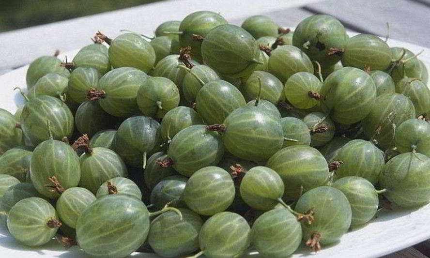 Рецепт царского варенья из крыжовника