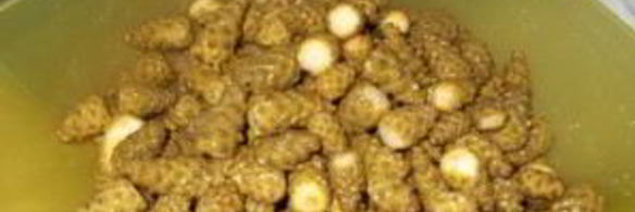 варенье из кедровых шишек