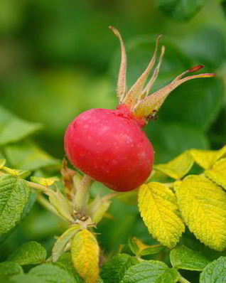 Варенье из шиповника